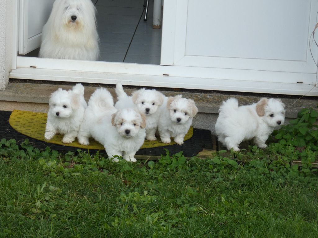 chiot Coton de Tulear Pillywiggins