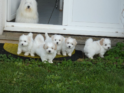 Pillywiggins - Coton de Tulear - Portée née le 05/10/2024