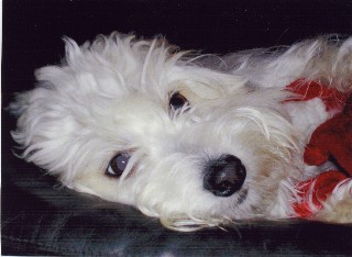 Pillywiggins Tabasco
