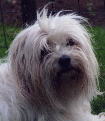 Pillywiggins Plume