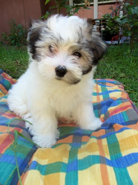 Pillywiggins Honorine