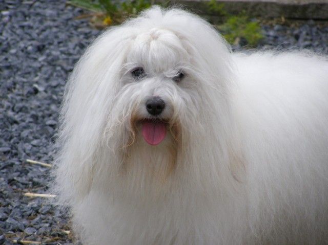 Pillywiggins Hugoline