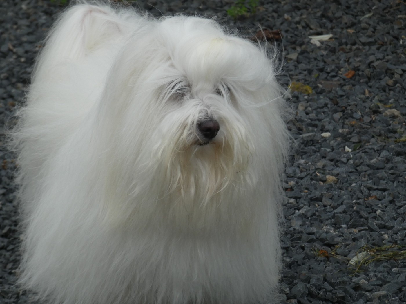 CH. Phélicie Pillywiggins